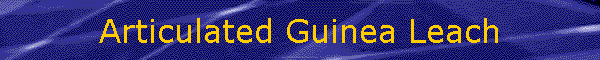 Articulated Guinea Leach
